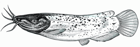 You know, Jimi Hendrix played an electric catfish; however, he was left-handed and preferred to play a right-handed model turned upside down.  Something about the blood running to the lucky catfish's head, thereby creating a fuller sound.