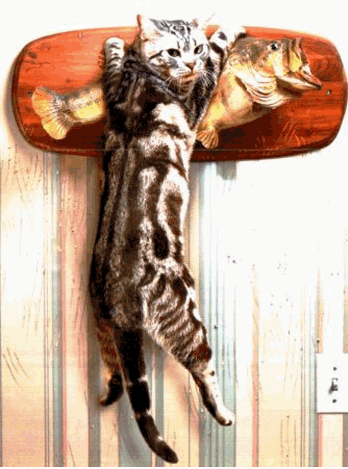 hanginthere Hang in there, Baby! Only one more night until the Seventh Annual Denver Catfish Festival!